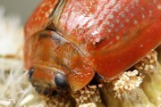 Tortoise Beetle (Paropsis sp) (Paropsis sp)